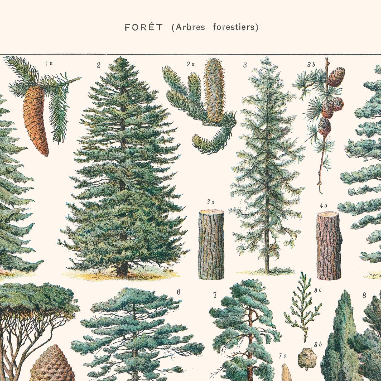 L'Affiche Les Arbres de la Forêt Les Choses qu'on Aime haut de page