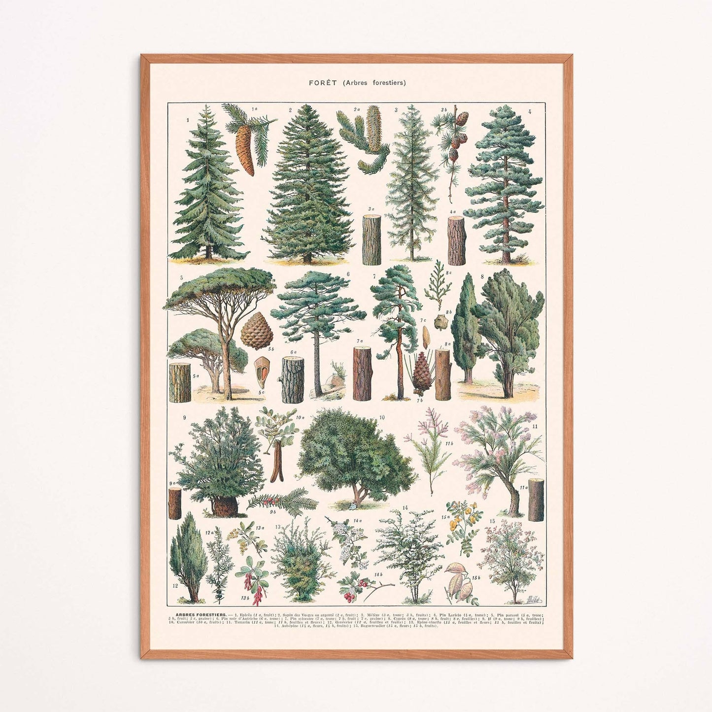L'Affiche Les Arbres de la Forêt Les Choses qu'on Aime Encadrée