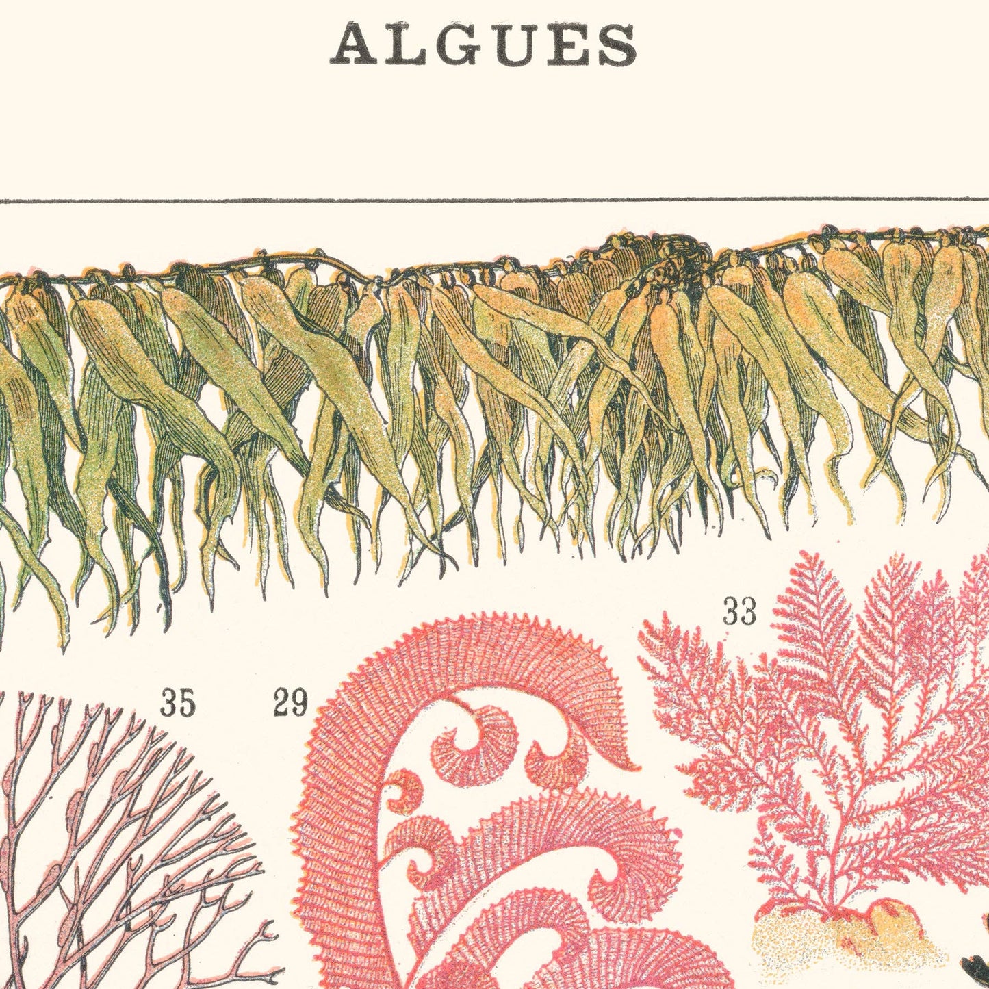L'affiche Les Algues Les Choses qu'on aime haut de page