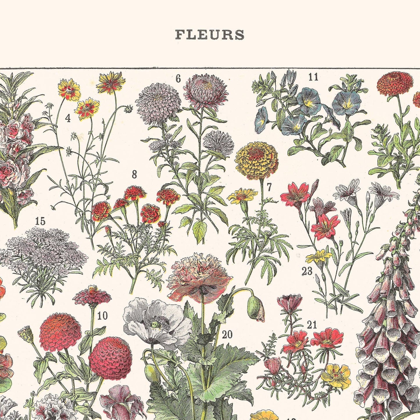 L'Affiche Les Fleurs 1 Les Choses qu'on Aime haut de page