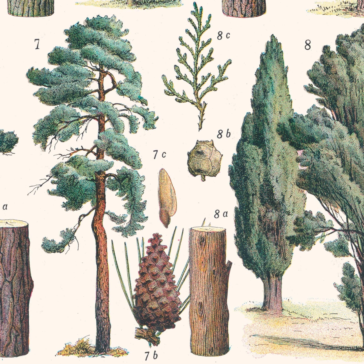L'Affiche Les Arbres de la Forêt Les Choses qu'on Aime détail