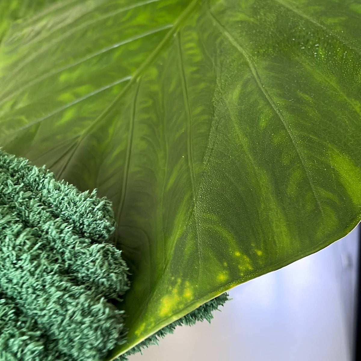 Les Gants Mains Vertes Les Choses qu'on Aime 4